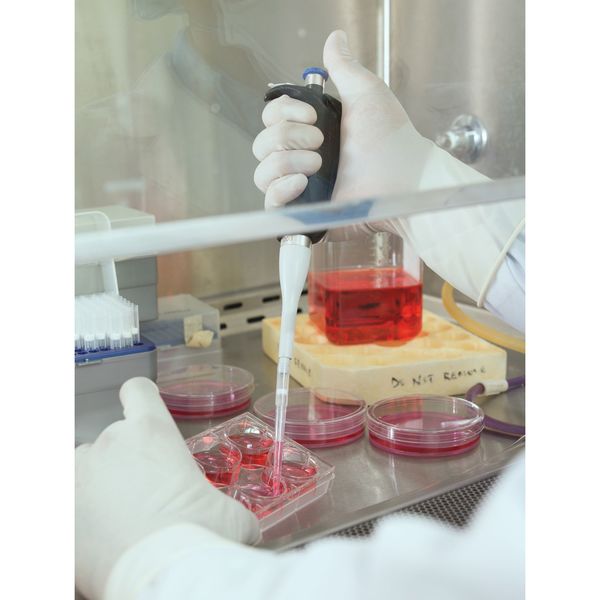 Strl Clnrm Glvs, Polyisoprene, 7.5, PK200